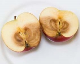 Сонник Гнилі Яблука: збирати, красти у сні бачити до чого сниться? Сонник Гнилі Яблука: збирати, красти у сні бачити до чого сниться?