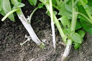 Картопля «Гала»: опис сорту з фото і відгуки садівників