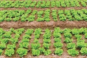 Салат Айсберг — особливості вирощування та догляду