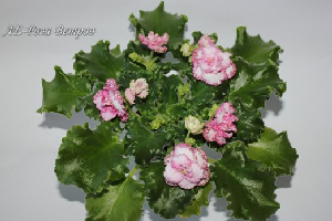 25 фото найбільш красивих і яскравих представниць ніжних фіалок