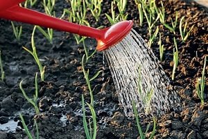 Жовтіє часник навесні — як врятувати урожай?