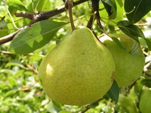 Сорт груші Просто Марія: особливості плодів, посадка і догляд