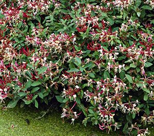 Жимолость декоративна кучерява: посадка, догляд та розмноження