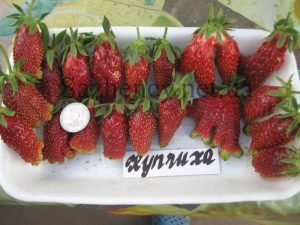 Полуниця «Купчиха»: переваги види, характеристика, особливості розведення та догляду