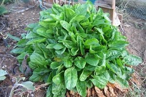 Унікальний щавель — його властивості і способи застосування