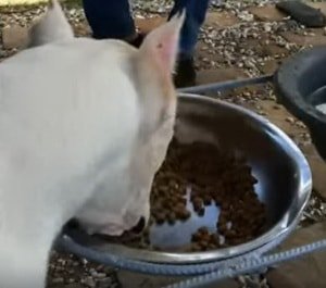 Характеристика собак породи Аргентинський дог з відгуками та фото