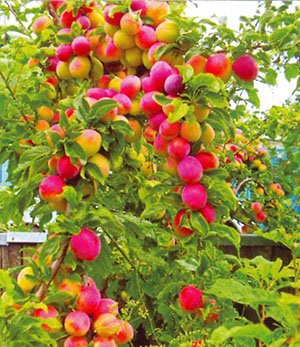 Кубанська комета — низькорослий сорт сливи з великими плодами