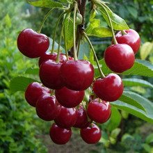 Відмінності вишні та черешні: походження видів та їх особливості