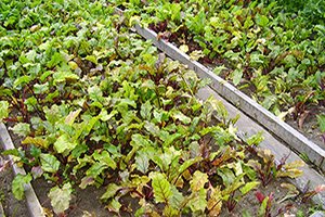 Підготовка грунту і грядки навесні: рекомендації з вирощування буряків