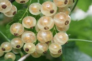 Вирощування червоної смородини: вибір сорту, особливості посадки і догляду, розмноження живцями і відведеннями, фото і відео