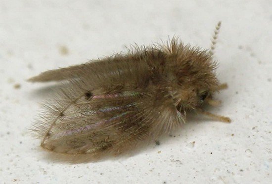 Бабочница: характеристика та методи боротьби