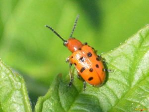 Як виростити спаржу з насіння на городі