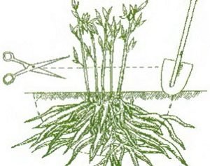 Еустома багаторічна: особливості посадки і догляду, розмноження корінням і насінням