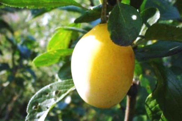 Популярні сорти жовтих слив для посадки та вирощування на дачній ділянці: фотогалерея з описом