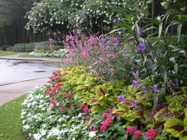 Як створити квітник безперервного цвітіння з багаторічників: схеми, покрокова інструкція, фото і відео