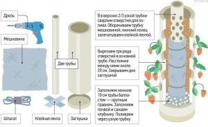 Вирощування полуниці в трубах ПВХ вертикально