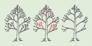 Обрізання груші: особливості осінньої і весняної обрізки і омолодження старого дерева