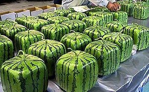 Найнезвичайніші кавуни: 6 дивовижних сортів