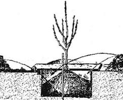 Піщана вишня Бессея — опис сорту, посадка і догляд