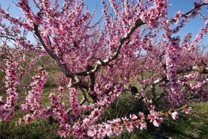 Персик: грамотні посадка та вирощування, правила догляду