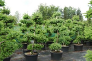 Дерево модрина: опис з фото, види і сорти