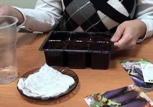 Як садити баклажани на розсаду: вибір насіння і ґрунту, посів і вирощування, поради дачників