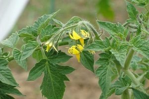 Томат Ведмедик Клишоногий — характеристика та опис сорту, відгуки