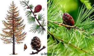 Дерево модрина: опис з фото, види і сорти