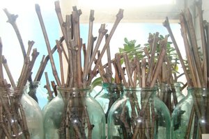 Російська зливу (алича гібридна) — диплоїдний вид з відмінною пристосовністю