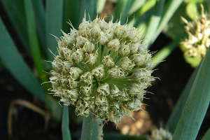 Дивовижний овоч цибуля шалот — правила догляду та вирощування