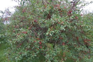 Сорти чорної черешні — Наполеон, Мулатка і Чорний принц