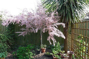 Тамарикс – витончена прикраса