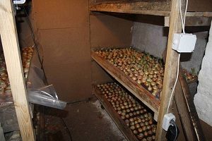 Монтбреция – шафрановий аромат або невизнаний гладіолус