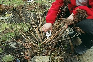 Потрібно обрізати багаторічні квіти на зиму: рекомендації по догляду, фото і відео
