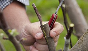 Щеплення абрикоса — на що можна і як прищепити?