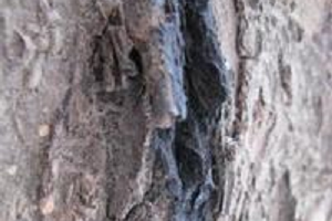 Хвороби та шкідники яблунь: методи боротьби і фото