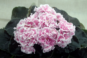 25 фото найбільш красивих і яскравих представниць ніжних фіалок