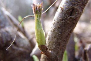 Російська зливу (алича гібридна) — диплоїдний вид з відмінною пристосовністю