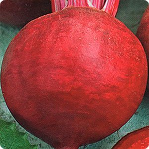 Вирощування буряків в Сибіру і на Уралі: поради садівників та опис кращих сортів для відкритого грунту