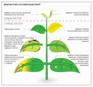 Огляд різних хвороб перцю: інфекційні і неінфекційні комахи шкідники