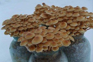 Зимові опеньки: відмітні особливості і місця зростання