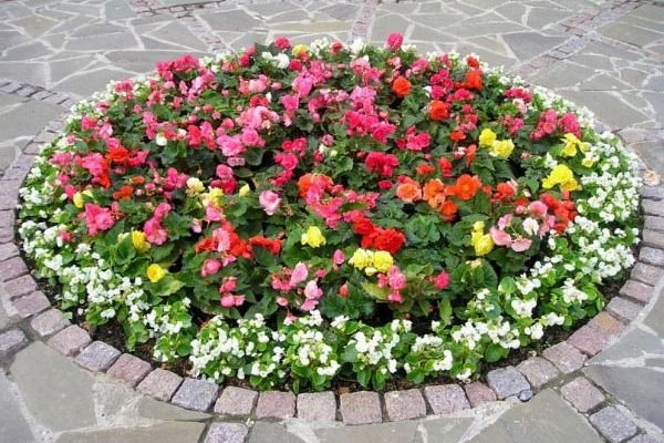 Як створити квітник безперервного цвітіння з багаторічників: схеми, покрокова інструкція, фото і відео