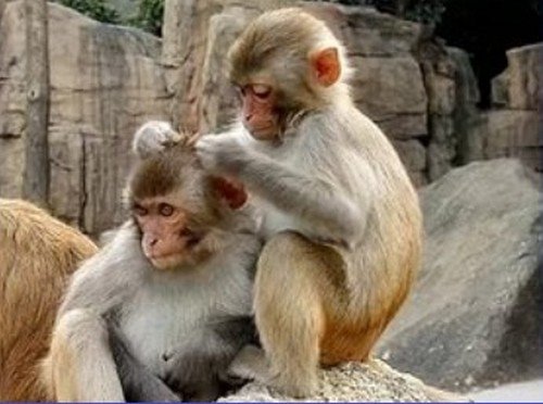 До чого сняться воші в голові у себе, у дитини на голові і на іншій людині