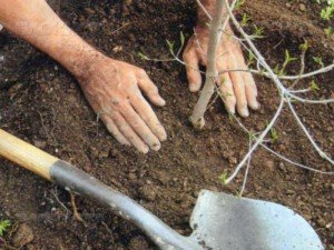 Опис зимостійкою черешні Казка: вибір саджанців, посадка і правила догляду