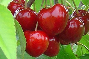 Черешня Саміт, Мінчанка і Карина — опис сортів