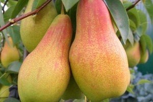 Опис сорту груші Талгарская красуня: особливості плодів і правила посадки