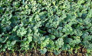 Вирощування кавунів на Уралі: поради щодо вибору сортів і догляду за кавунами