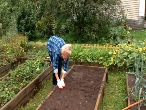 Ліатріс: посадка і догляд у відкритому грунті, фото сортів і секрети рясного цвітіння