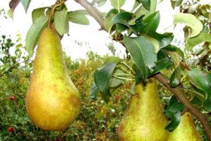 Зимові сорти груш: характеристики та особливості вирощування та зберігання