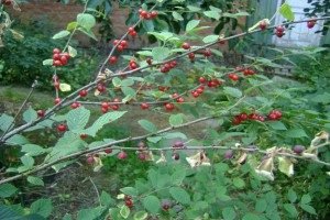 Повстяна вишня: опис сортів, особливості посадки і догляду, корисні властивості